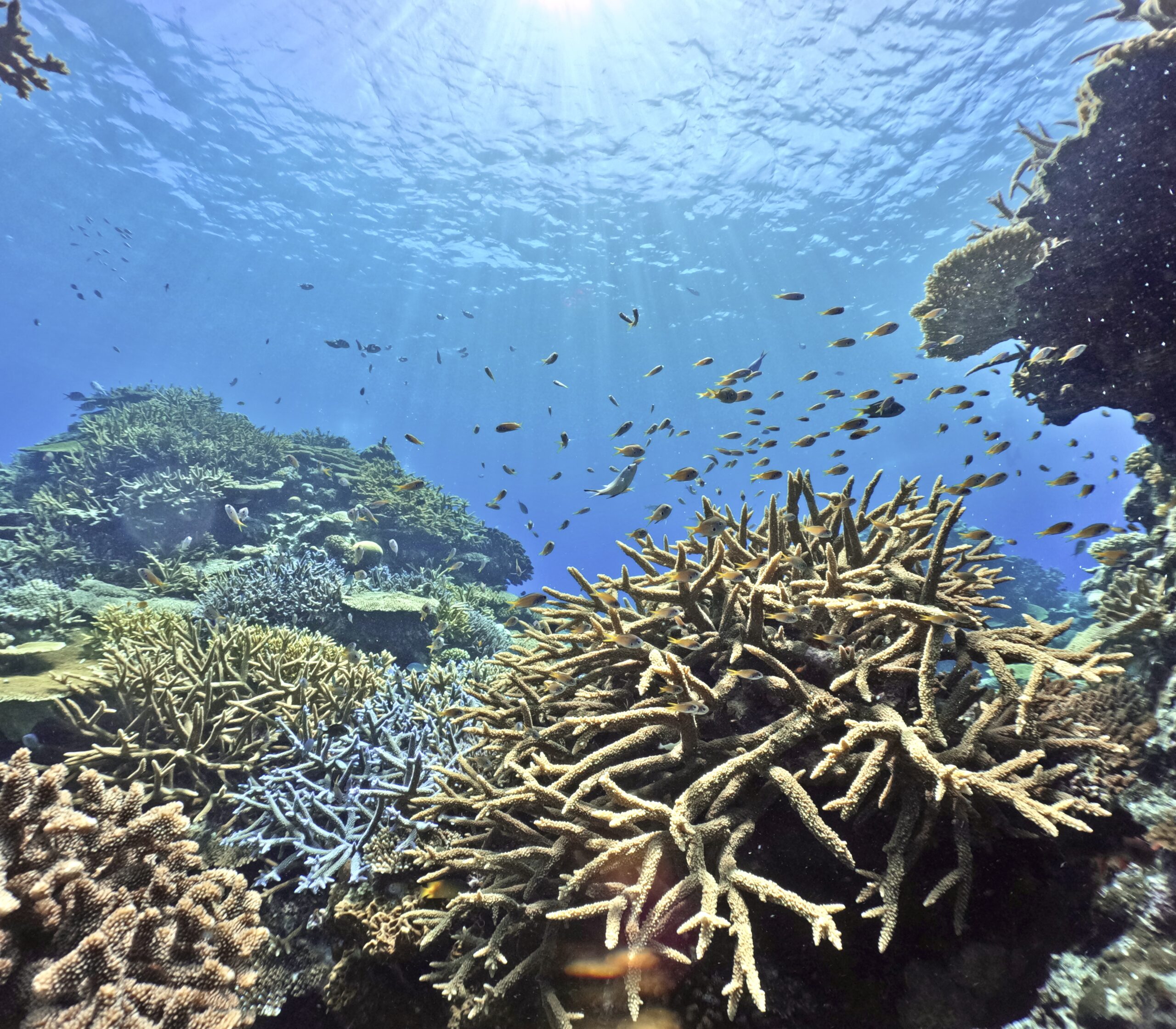 慶良間　ダイビング　シュノーケリング