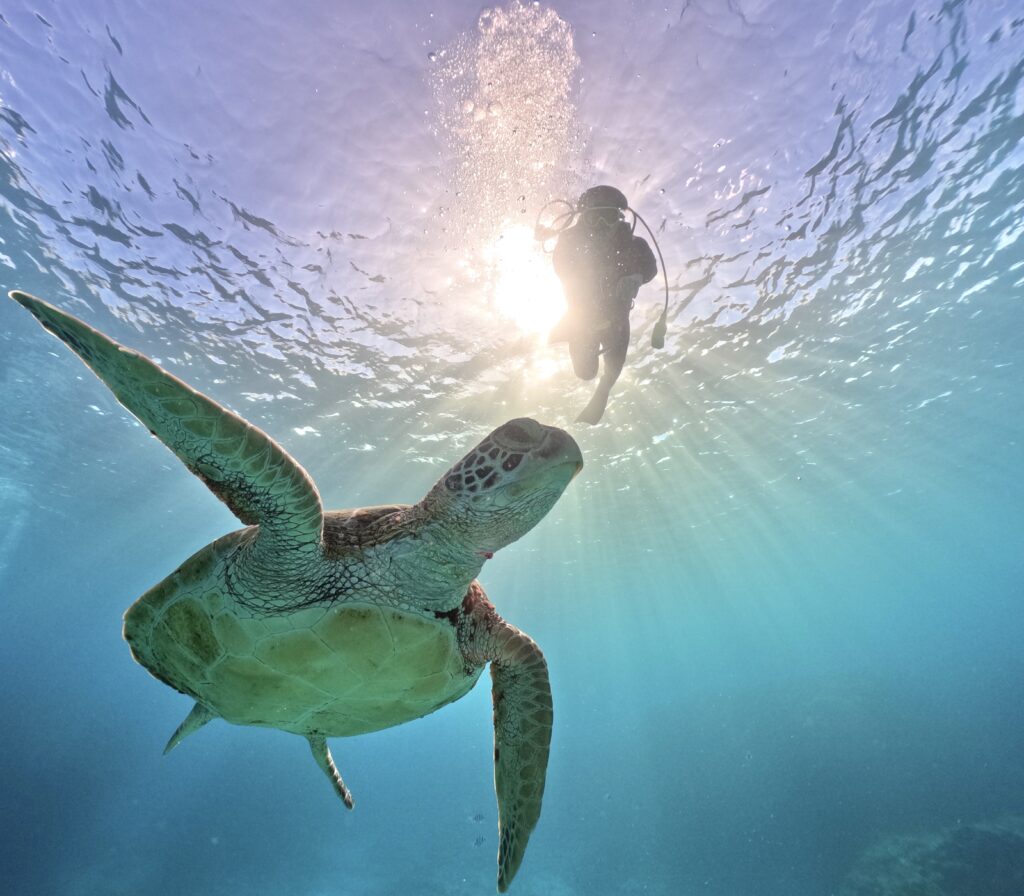 慶良間　ウミガメ　ダイビング