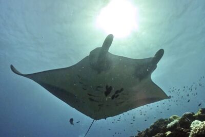 慶良間　マンタ　ダイビング